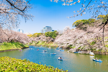 Naklejka premium 桜満開の千鳥ヶ淵