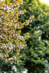 leaves in the garden