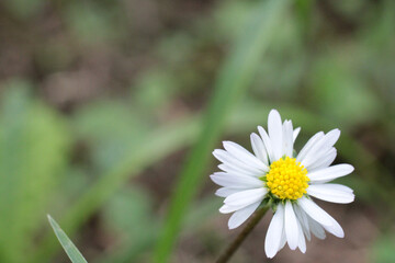 Natural Bellis Perennis Macro Photo © Recep