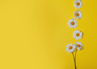 floral yellow background with chamomiles