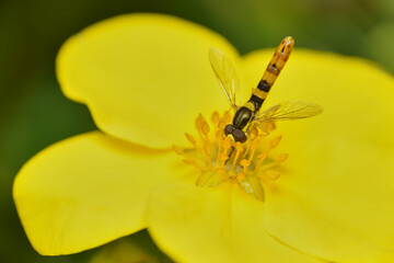 A small striped fly collects nectar on a yellow flower. Close-up. Macro photography. High quality photo