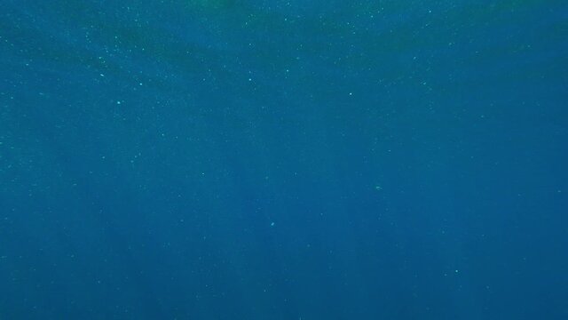 Plain Underwater Background, Sealife, Oceanlife