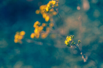 yellow flowers on blue