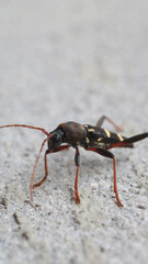 Neoclytus yellow striped insect photo