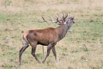 Beautiful portrait of majestic deer male in rutting season (Cervus elaphus)