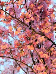 pink cherry flowers