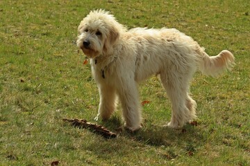 Sieben Monate alter Goldendoodle auf Wiese