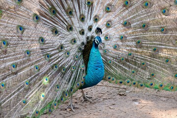 Obraz premium Close up of peacock showing its feathers