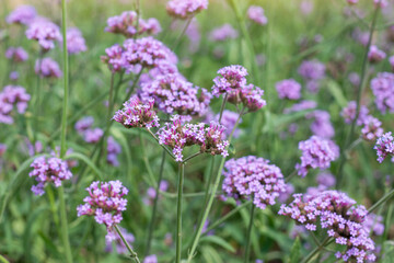 Beautiful purple flower of Verbena bonariensis bloom in the garden on blur nature background.