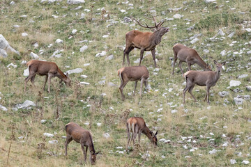 Naklejka na ściany i meble Deer male calls females in mountain region (Cervus elaphus)