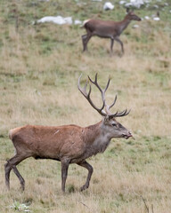 Fine art portrait of Deer male on foreground  and female on background (Cervus elaphus)