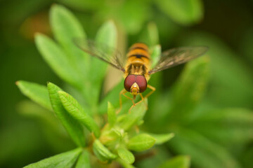 Portrait of a striped fly with big eyes. High quality photo