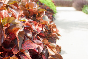 Painted copperleaf, Copper beef steak, Copper leaf or Jacob's coat with lighting of sunshine at beside footpath on blur nature background.