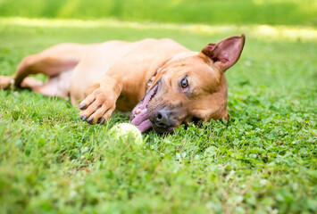 A Pit Bull Terrier mixed breed dog playing with a ball in the grass