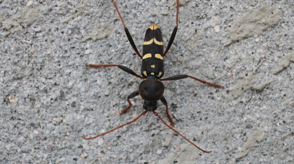 Neoclytus yellow striped insect photo