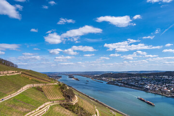 Terraced vineyards in the Rhine Valley near Rüdesheim / Germany in spring 