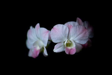 Fototapeta na wymiar Soft Pink Dendrobium Orchid