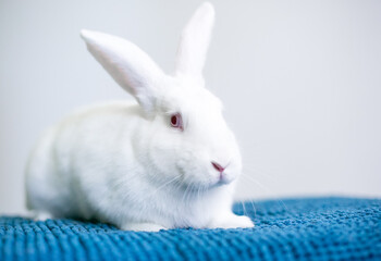 A white rabbit with pink eyes