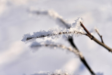 the branch is covered with white snow