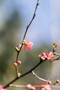 Printemps