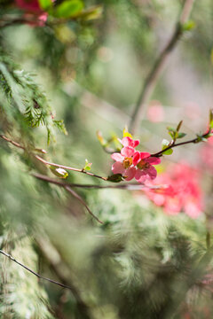 Printemps