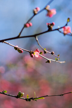 Bourgeons