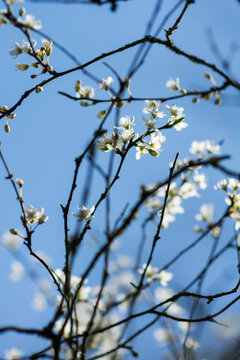 Printemps