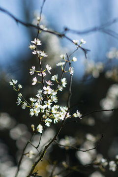 Printemps