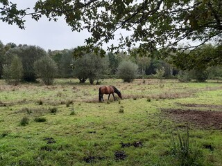 Caballo pastando en un verde prado gallego situado sobre un paraje y un gran humedal
