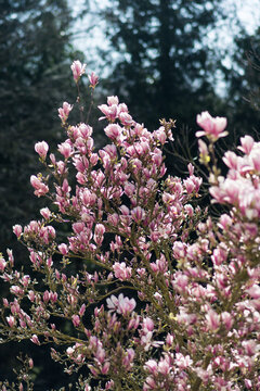Magnolia