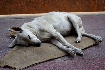 chien errant dans les rues de Delhi, Rajasthan, Inde