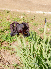 Spring israeli blooming black irises, selective focus