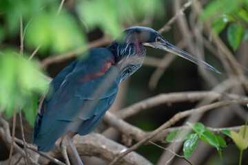 The Agami heron (Agamia agami) in the forest