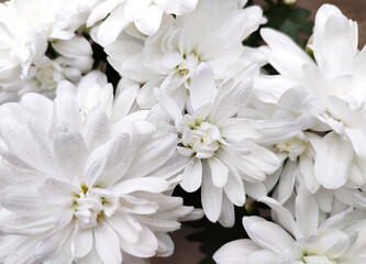 Fototapeta na wymiar White chrysanthemum flowers bloom in flower garden or greenhouse
