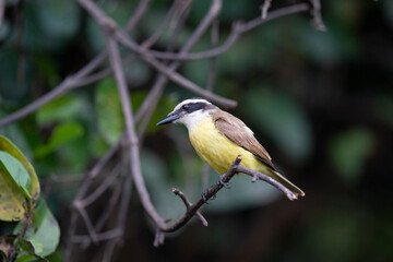 Fototapeta premium The Great kiskadee (Pitangus sulphuratus)