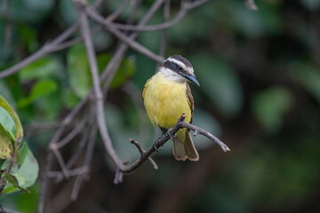 The Great kiskadee (Pitangus sulphuratus)