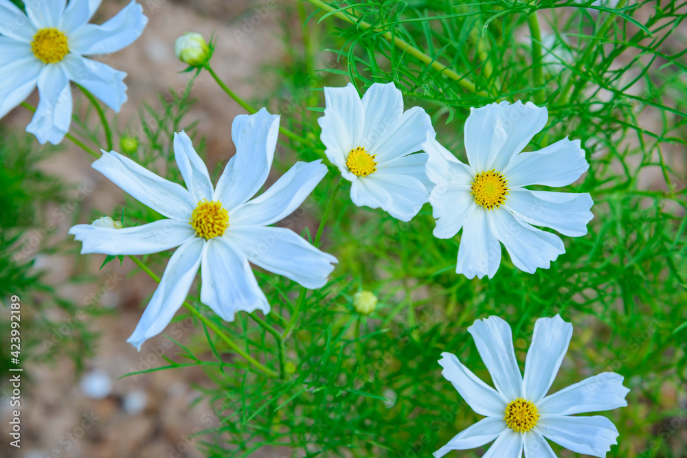 Canvas Prints White Cosmos Flowers in The Garden