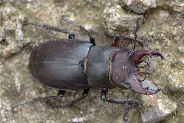 natural stag beetle insect macro photo