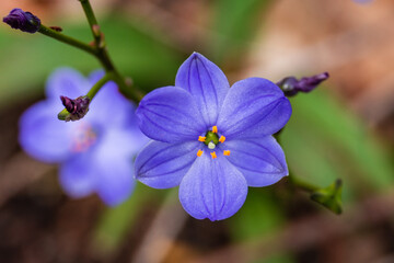 Blue Squill