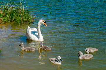 pair of swans with little swans