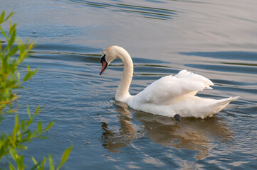 A white majestic swan floats in front of a wave of water. Young swan in the middle of the water. Drops on a wet head.