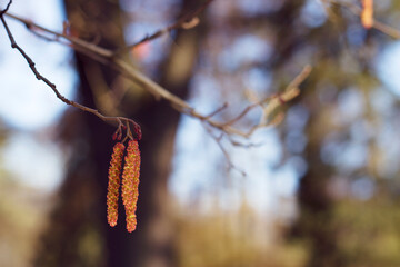 Spring red catkins close up with unfocused trees silhouettes. Alder tree early red blooming. Nature seasonal background in the park. 