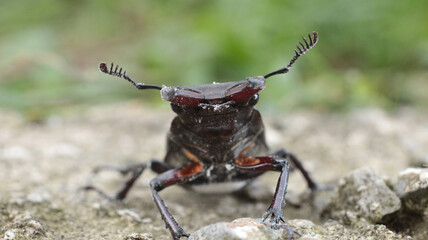natural stag beetle insect macro photo