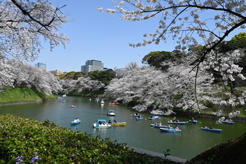 東京 桜満開の千鳥ヶ淵