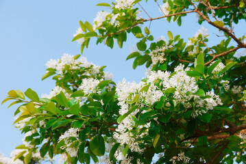 Close-up photo of Chionanthus retusus, the Chinese fringetree, is a flowering plant in the family Oleaceae. It is native to eastern Asia: eastern and central China, Japan, Korea and Taiwan.