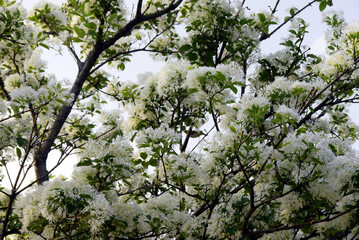 Close-up photo of Chionanthus retusus, the Chinese fringetree, is a flowering plant in the family Oleaceae. It is native to eastern Asia: eastern and central China, Japan, Korea and Taiwan.