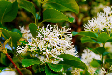 Close-up photo of Chionanthus retusus, the Chinese fringetree, is a flowering plant in the family...