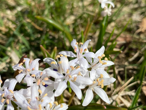 White spring flowers blooming in the sunshine 