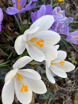 White spring flowers blooming in the sunshine
