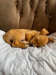 dog sleeping on a sofa